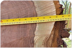 Large & Difficult Stump Removal