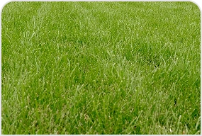 Lawn Restoration After Grinding