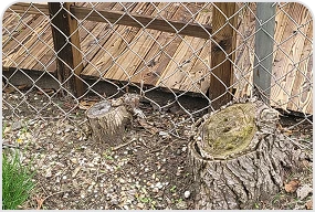 Multiple Stump Grinding