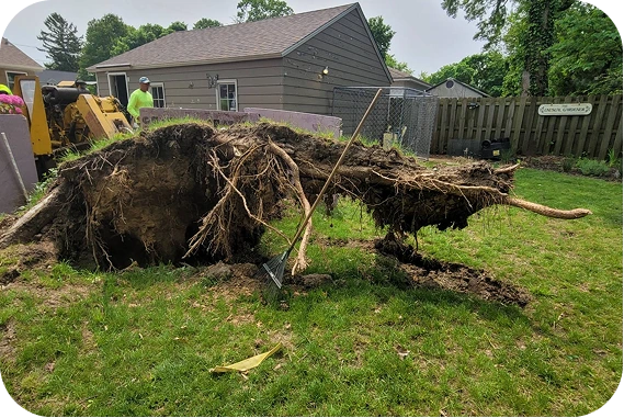 A wide-angle view of a professional tree service crew managing the aftermath of a storm in a residential backyard, featuring a massive uprooted root ball and a yellow stump grinder positioned near a gray outbuilding and a wooden fence to begin the clearing process.