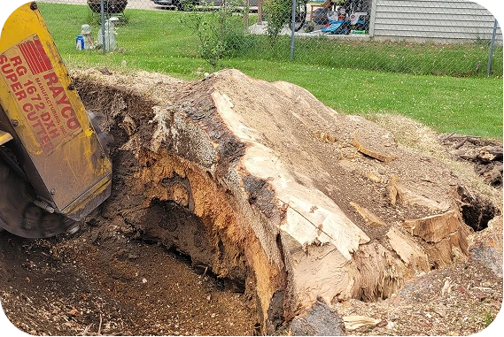 A wide-angle view of a professional Rayco RG 1672 DXH Super Cutter stump grinder efficiently carving through the base of a massive, weathered tree stump in a residential backyard, with a chain-link fence and green lawn in the background.