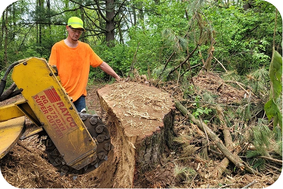 A wide-angle view of a professional tree service worker in a bright orange shirt and neon safety hat operating a Rayco Super Cutter stump grinder to remove a large tree stump in a wooded area, illustrating the precision and power required for effective land clearing.