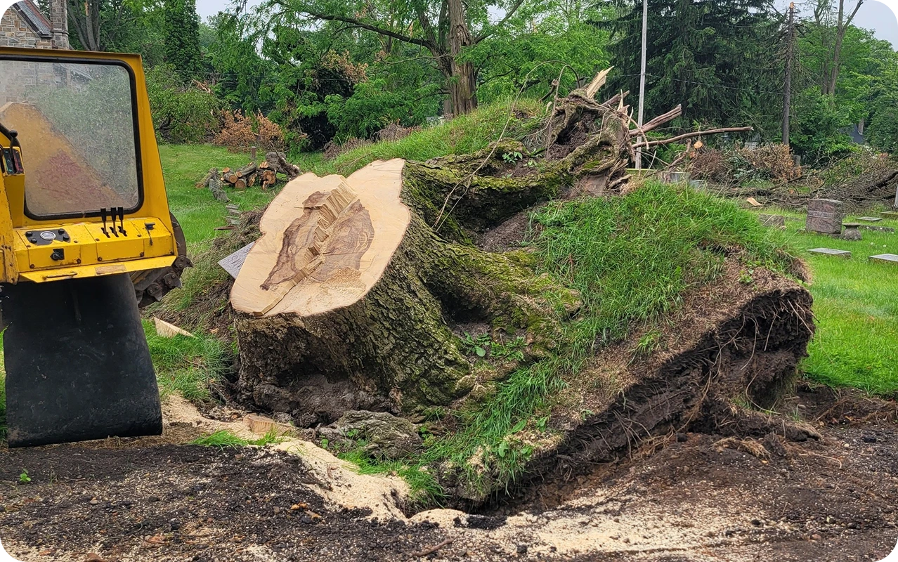 A wide-angle view of a massive, uprooted tree stump in a grassy cemetery following a storm, showing the exposed root ball covered in earth and turf next to a yellow stump grinder used for debris removal and land clearing.